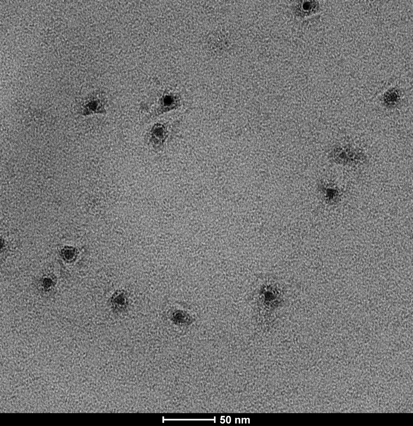 Negative-stain TEM image of Qdot-azide particles with a 50 nanometre scale bar