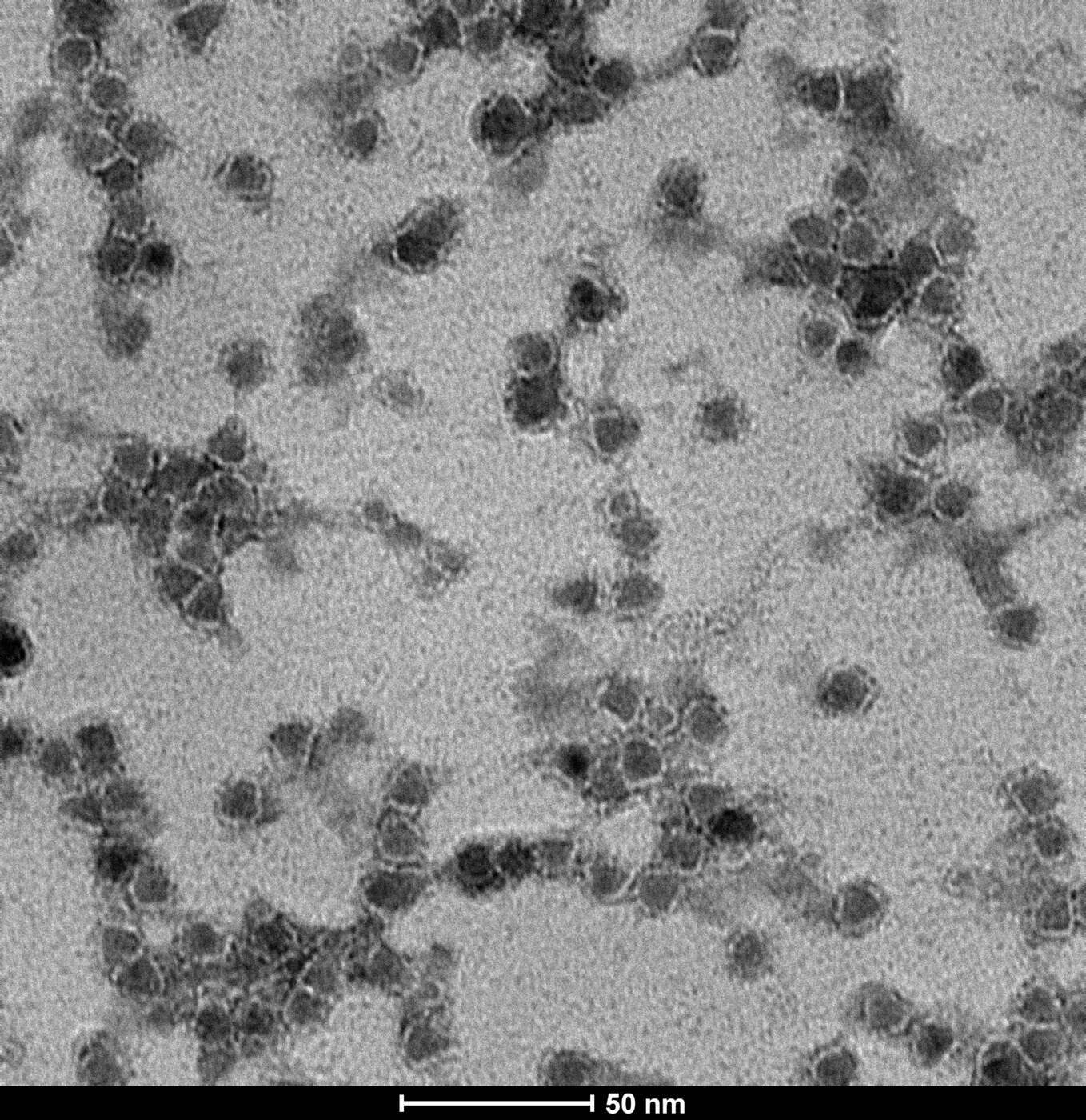 Negative-stain TEM image of Qdot-EGFR nanobody conjugates with a 50 nanometre scale bar